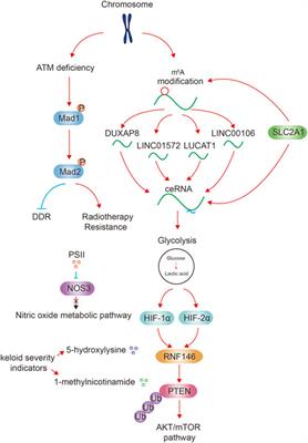 Editorial: The role of interplay between metabolism and chromosomes in tumorigenesis